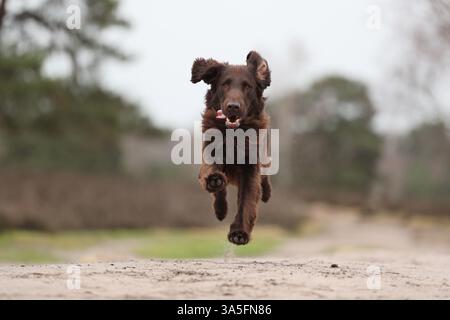 Flat Coated Retriever Stock Photo