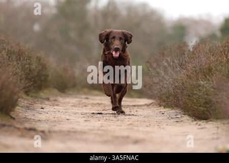 Flat Coated Retriever Stock Photo