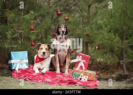 mongrels Stock Photo