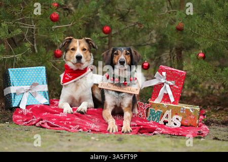 mongrels Stock Photo