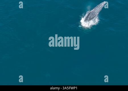 Aerial view of a humpback whale breaching the surface of the deep blue ...