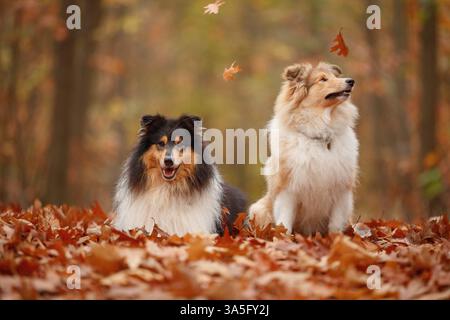 2 Collies Stock Photo