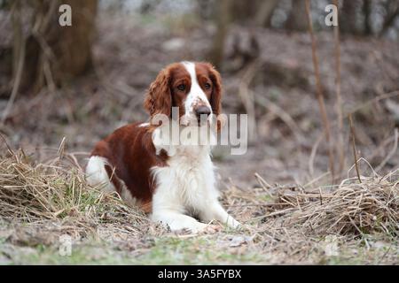 Welsh Springer Spaniel Stock Photo