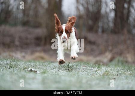 Welsh Springer Spaniel Stock Photo