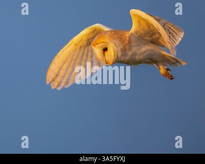 Barn Owl (Tyto alba) hovering, Earith, Cambridgeshire, England Stock Photo