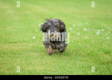 A cute wire-haired dachshund puppy energetically running on lush green grass during daytime Stock Photo