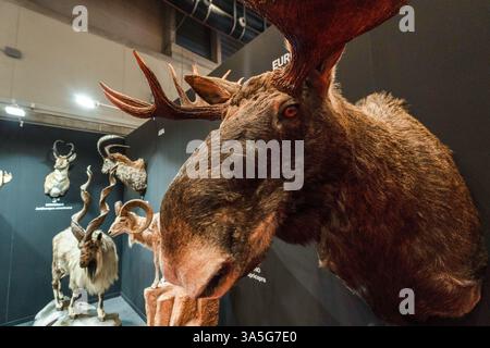 Madrid, Spain - 23rd March 2025. Cinegética Awards 2025 - SCI 2025. Cinegética is an exhibition dedicated to the hunting world, joining the experience of the two most important hunting expo fairs in Spain: Venatoria and FICAAR. The event gather all specialists in the sectors of hunting, weapons and nature and aim to be the reference of hunting world in Spain and one of the most important in Europe. All the awarded specimens are treated by taxidermy technique. Credit: Roberto Arosio/Ģ����ý Live News Stock Photo