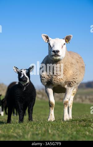 Texel ewe with a black and white lamb, sired by a Dutch Spotted ram. North Yorkshire, UK. Stock Photo