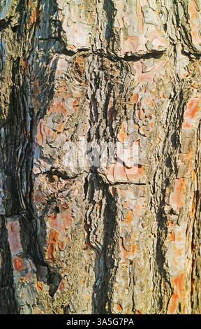 Closeup of the Texture of Natural Tree Trunk for Abstract Background Stock Photo