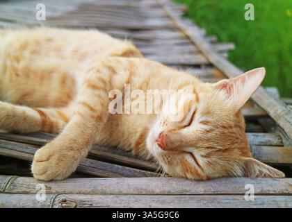 Cute Golden Brown Cat Napping on the Bamboo Bridge Stock Photo