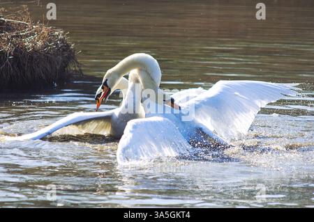 Two Mute Swans engage in a territorial dispute on a lake. The birds are splashing and flapping their wings in an attempt to intimidate each other and Stock Photo