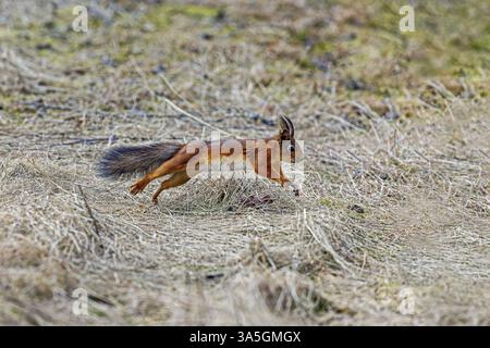 Eurasian red squirrel Stock Photo