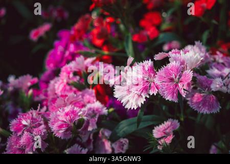 Beautiful Pink Dianthus is blooming in the morning light.Selective focus.The orther name is Rainbow and Indien or China pink. flower concept Stock Photo