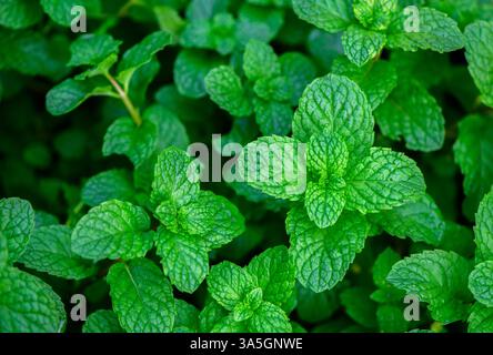 Fresh green leaves of mint, lemon balm, peppermint top view. Mint leaf texture. Mint leaves pattern spearmint herbs nature background Stock Photo