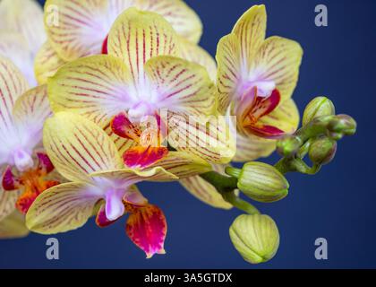 Yellow orchid flowers isolated on navy blue background Stock Photo