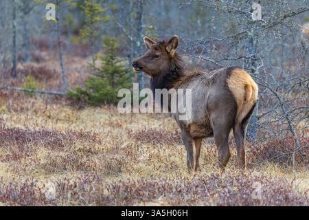 Young elk in the Clam Lake area of northern Wisconsin. Stock Photo