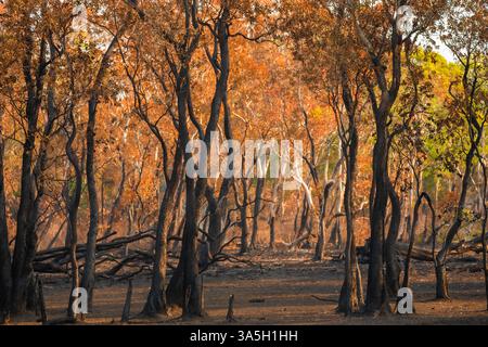 Koh Phra Thong Savannah, you can take a car to visit the large savanna grassland with dwarf celandine forests, In the picture after forest fire, Phang Stock Photo