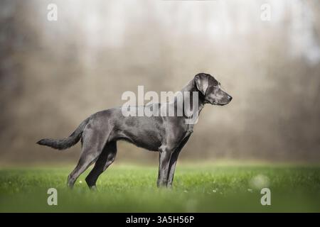 Labrador Retriever Stock Photo