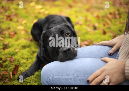 black Labrador Retriever Stock Photo