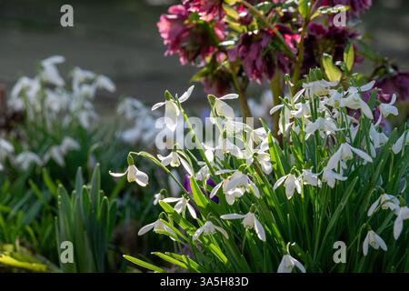Snowdrop Garden Stock Photo
