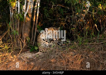 Close Up of a Jaguar lying in the shadows looking at the camera on a riverbank, Brazilian wetlands, Pantanal, Brazil Stock Photo