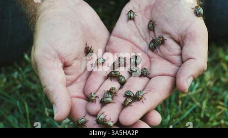 Farmer holding colorado potato beetles in his hands Stock Photo - Alamy