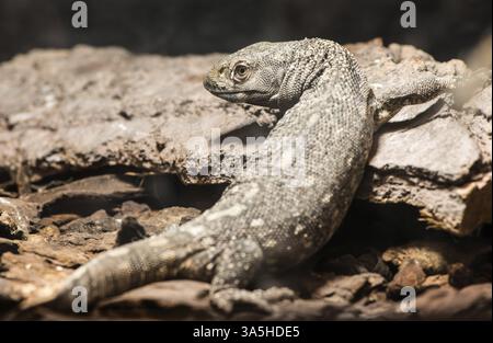 Lizard between leaves and stones Stock Photo