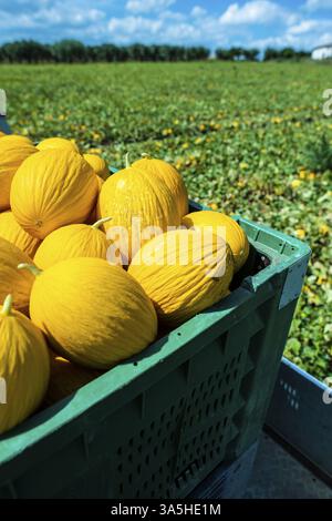 Canary yellow melons in crate loaded on truck from the farm. Transport melons from the plantation. Sunny day Stock Photo