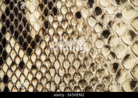 Texture of genuine snakeskin. Close up real leather texture Stock Photo
