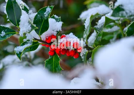 Holly berries with snow in winter Stock Photo