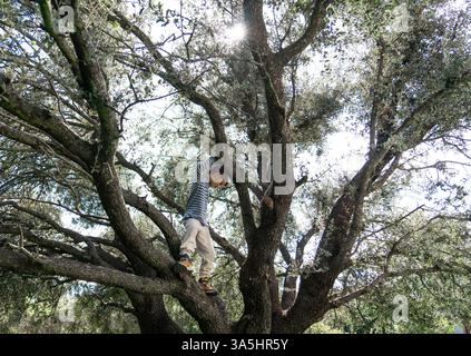 Child enjoying climbing a big tree in a sunny day in the park Stock Photo