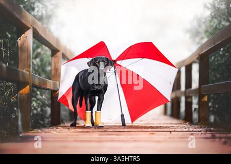 Labrador Retriever Stock Photo