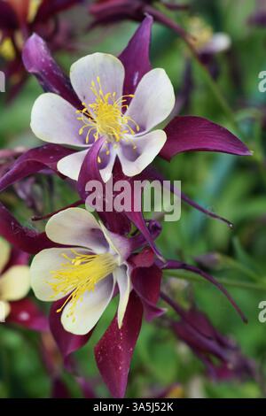 A close-up of a columbine flower with deep maroon petals and pale inner petals. The flower has prominent yellow stamens and is set against a blurred g Stock Photo
