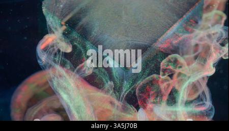Shimmering liquid. Gloss wave. Transparent paint neon color veil falling from glass cube. Floating luxurious pearl dye blur abstract water black background. Stock Photo