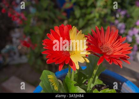 2 different colors on a single gerbera daisy flower head . Chimeras Stock Photo