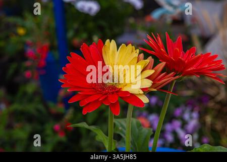 2 different colors on a single gerbera daisy flower head . Chimeras Stock Photo