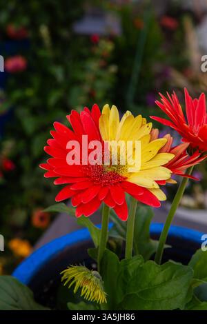 2 different colors on a single gerbera daisy flower head .  A Chimeras Stock Photo