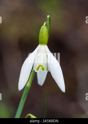 Flower of the early spring blooming snowdrop, Galanthus nivalis 'Egret' Stock Photo