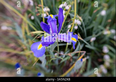 Closeup macro of a purple Dutch iris in a garden. Stock Photo