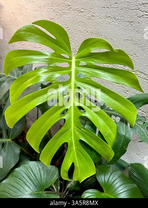 Close up of green monstera leaf . Monstera is a famous tropical plant now used for garden planter decoration. Stock Photo