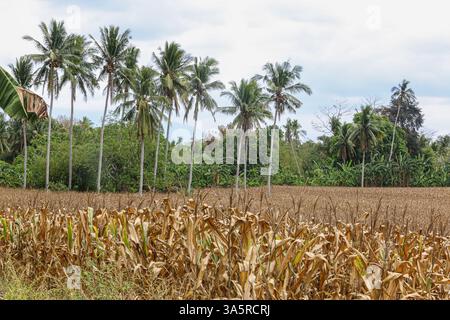 Laguna, Philippines. Mar 24,2025. Cornfield lined with coconut trees in rural Philippine province. The National Food Authority (NFA) is considering buying corn to support farmers amid agricultural challenges like falling farmgate prices. Due to lower demand in swine sector (hit by African swine fever), corn prices dropped the past months to PHP12/kg, while usual rates range from PHP18 to PHP21/kg and production costs PHP10/kg to PHP12/kg. A special budget may be set in 2026. Meanwhile, poultry & layers feed demand is rising, with a 6% growth in production. Credit: Kevin Izorce/17�Թ����� Live News Stock Photo