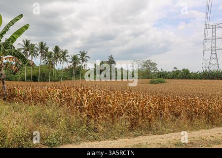 Laguna, Philippines. Mar 24,2025. Cornfield lined with coconut trees in rural Philippine province. The National Food Authority (NFA) is considering buying corn to support farmers amid agricultural challenges like falling farmgate prices. Due to lower demand in swine sector (hit by African swine fever), corn prices dropped the past months to PHP12/kg, while usual rates range from PHP18 to PHP21/kg and production costs PHP10/kg to PHP12/kg. A special budget may be set in 2026. Meanwhile, poultry & layers feed demand is rising, with a 6% growth in production. Credit: Kevin Izorce/17�Թ����� Live News Stock Photo