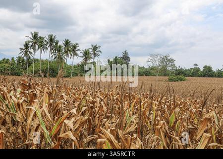 Laguna, Philippines. Mar 24,2025. Cornfield lined with coconut trees in rural Philippine province. The National Food Authority (NFA) is considering buying corn to support farmers amid agricultural challenges like falling farmgate prices. Due to lower demand in swine sector (hit by African swine fever), corn prices dropped the past months to PHP12/kg, while usual rates range from PHP18 to PHP21/kg and production costs PHP10/kg to PHP12/kg. A special budget may be set in 2026. Meanwhile, poultry & layers feed demand is rising, with a 6% growth in production. Credit: Kevin Izorce/17�Թ����� Live News Stock Photo