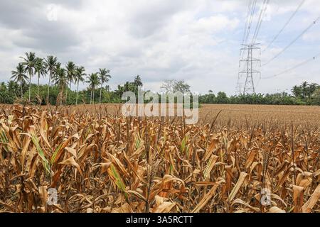 Laguna, Philippines. Mar 24,2025. Cornfield lined with coconut trees in rural Philippine province. The National Food Authority (NFA) is considering buying corn to support farmers amid agricultural challenges like falling farmgate prices. Due to lower demand in swine sector (hit by African swine fever), corn prices dropped the past months to PHP12/kg, while usual rates range from PHP18 to PHP21/kg and production costs PHP10/kg to PHP12/kg. A special budget may be set in 2026. Meanwhile, poultry & layers feed demand is rising, with a 6% growth in production. Credit: Kevin Izorce/17�Թ����� Live News Stock Photo