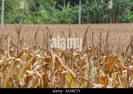 Laguna, Philippines. Mar 24,2025. Cornfield lined with coconut trees in rural Philippine province. The National Food Authority (NFA) is considering buying corn to support farmers amid agricultural challenges like falling farmgate prices. Due to lower demand in swine sector (hit by African swine fever), corn prices dropped the past months to PHP12/kg, while usual rates range from PHP18 to PHP21/kg and production costs PHP10/kg to PHP12/kg. A special budget may be set in 2026. Meanwhile, poultry & layers feed demand is rising, with a 6% growth in production. Credit: Kevin Izorce/17�Թ����� Live News Stock Photo