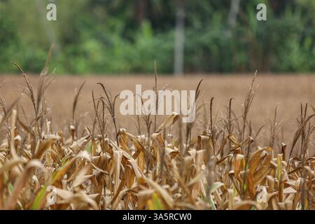 Laguna, Philippines. Mar 24,2025. Cornfield lined with coconut trees in rural Philippine province. The National Food Authority (NFA) is considering buying corn to support farmers amid agricultural challenges like falling farmgate prices. Due to lower demand in swine sector (hit by African swine fever), corn prices dropped the past months to PHP12/kg, while usual rates range from PHP18 to PHP21/kg and production costs PHP10/kg to PHP12/kg. A special budget may be set in 2026. Meanwhile, poultry & layers feed demand is rising, with a 6% growth in production. Credit: Kevin Izorce/17�Թ����� Live News Stock Photo