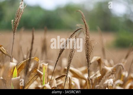 Laguna, Philippines. Mar 24,2025. Cornfield lined with coconut trees in rural Philippine province. The National Food Authority (NFA) is considering buying corn to support farmers amid agricultural challenges like falling farmgate prices. Due to lower demand in swine sector (hit by African swine fever), corn prices dropped the past months to PHP12/kg, while usual rates range from PHP18 to PHP21/kg and production costs PHP10/kg to PHP12/kg. A special budget may be set in 2026. Meanwhile, poultry & layers feed demand is rising, with a 6% growth in production. Credit: Kevin Izorce/17�Թ����� Live News Stock Photo