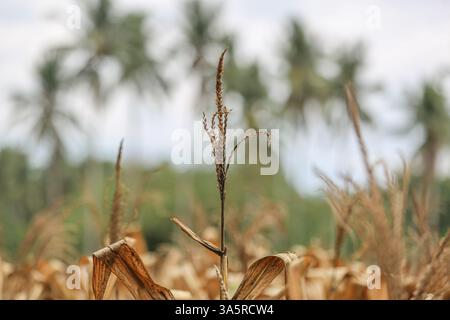 Laguna, Philippines. Mar 24,2025. Cornfield lined with coconut trees in rural Philippine province. The National Food Authority (NFA) is considering buying corn to support farmers amid agricultural challenges like falling farmgate prices. Due to lower demand in swine sector (hit by African swine fever), corn prices dropped the past months to PHP12/kg, while usual rates range from PHP18 to PHP21/kg and production costs PHP10/kg to PHP12/kg. A special budget may be set in 2026. Meanwhile, poultry & layers feed demand is rising, with a 6% growth in production. Credit: Kevin Izorce/17�Թ����� Live News Stock Photo
