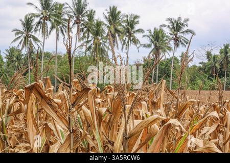 Laguna, Philippines. Mar 24,2025. Cornfield lined with coconut trees in rural Philippine province. The National Food Authority (NFA) is considering buying corn to support farmers amid agricultural challenges like falling farmgate prices. Due to lower demand in swine sector (hit by African swine fever), corn prices dropped the past months to PHP12/kg, while usual rates range from PHP18 to PHP21/kg and production costs PHP10/kg to PHP12/kg. A special budget may be set in 2026. Meanwhile, poultry & layers feed demand is rising, with a 6% growth in production. Credit: Kevin Izorce/17�Թ����� Live News Stock Photo