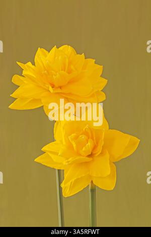 Double Narcissus "Golden Ducat" Stock Photo